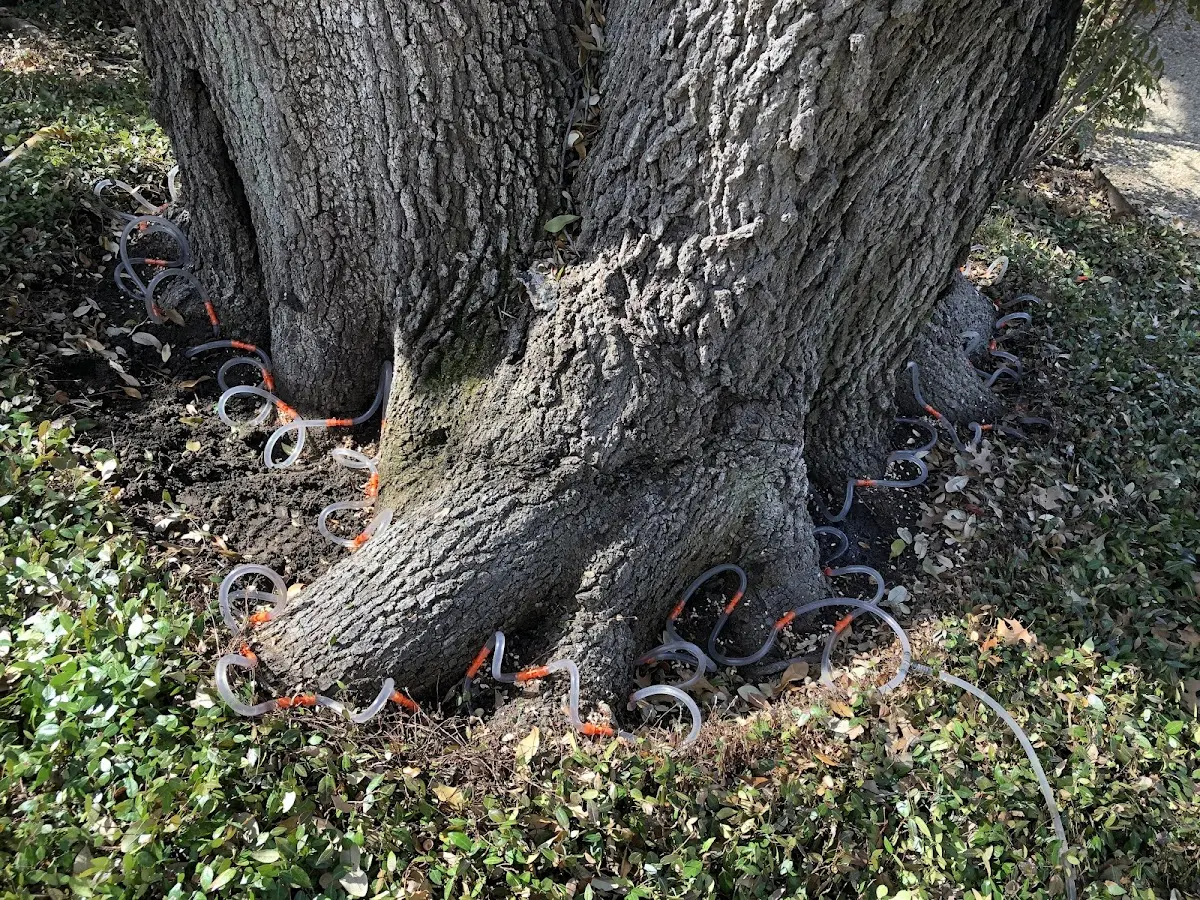 Detailed Tree Cabling and Bracing job site in Prudhoe Bay