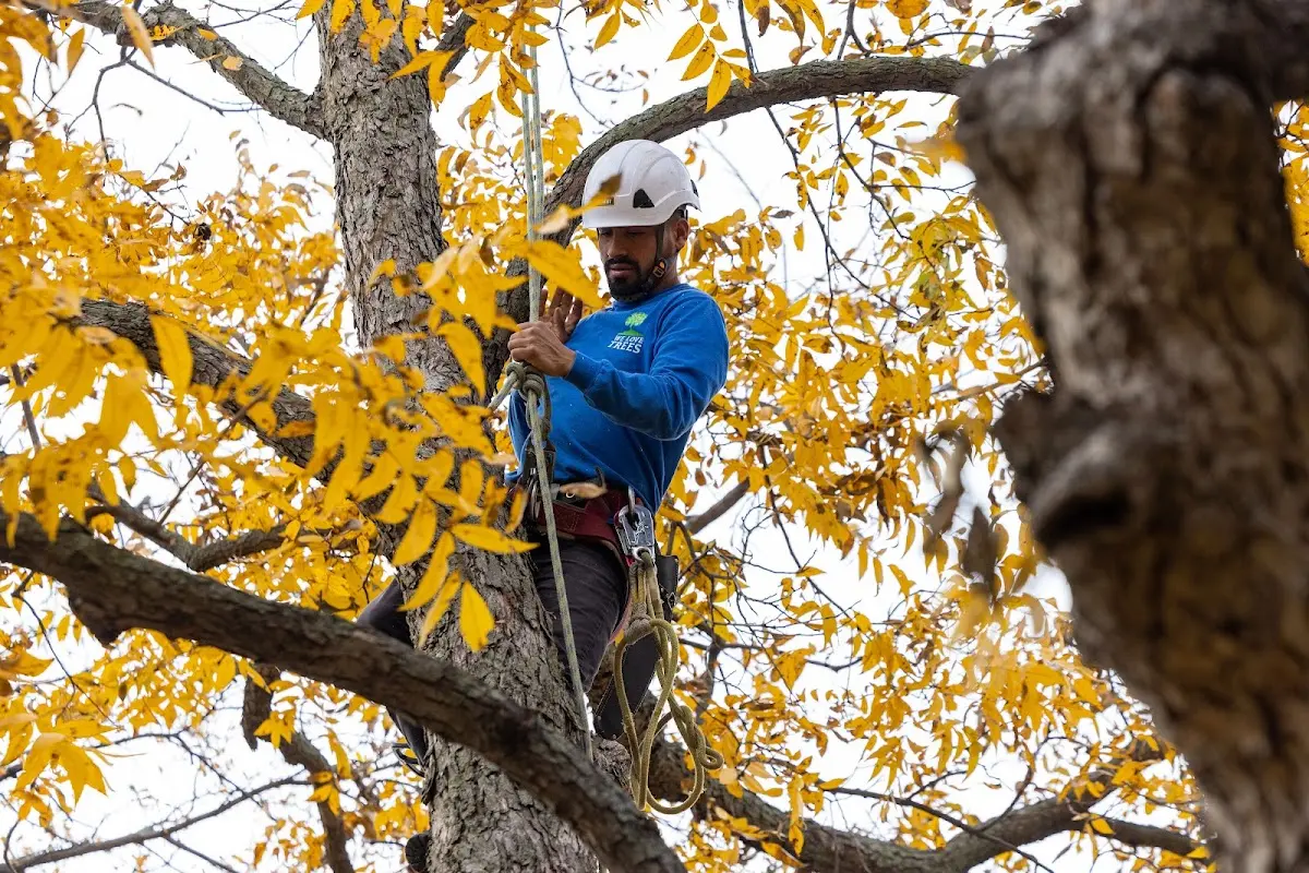 Skilled Tree Trimming crew working in Prudhoe Bay
