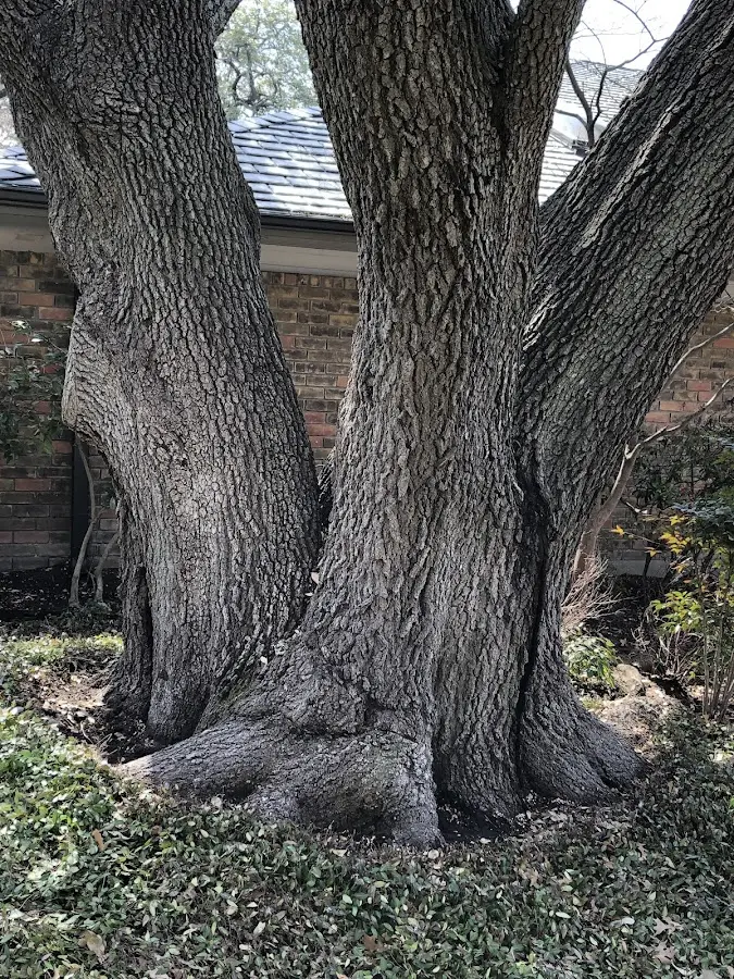 Mature heritage tree close to a Prudhoe Bay property cared for by certified arborists